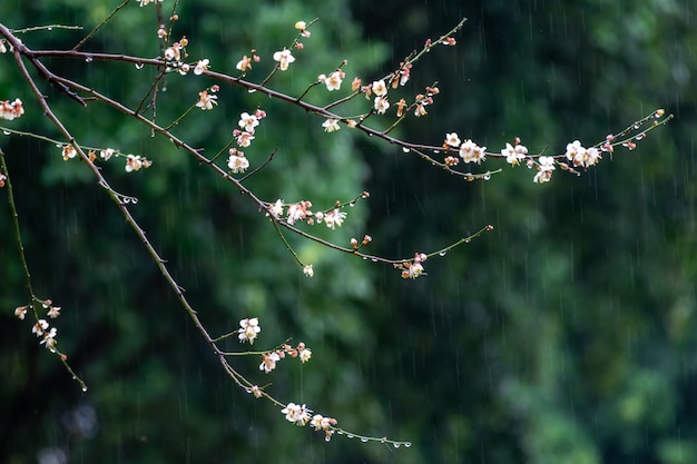 Weiße Pflaumenblüten auf grünem Hintergrund im Regen