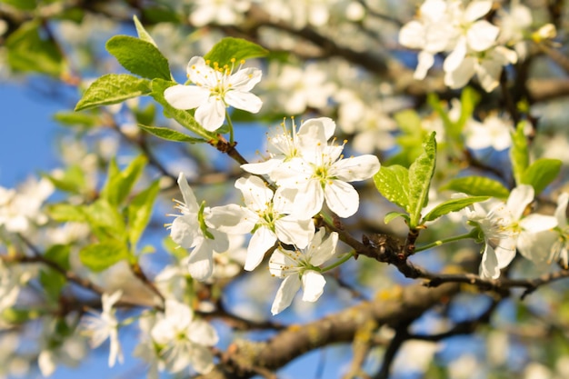 Weiße Pflaumenblüten auf hellgrünem Hintergrund Die Weltgleichgewichtspflaume Prunus cerasifera blüht an einem sonnigen Frühlingstag