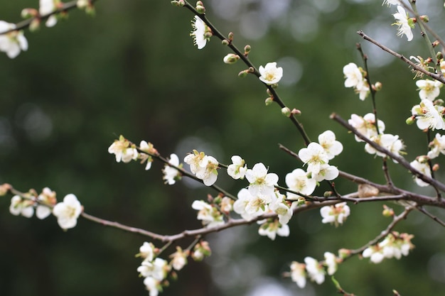 Weiße Pflaumenblüten blühen auf den Zweigen des Pflaumenbaums im Garten