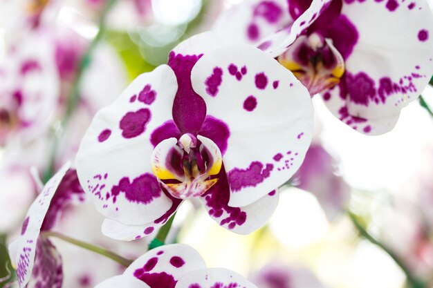 Weiße Phalaenopsis Orchidee Blume