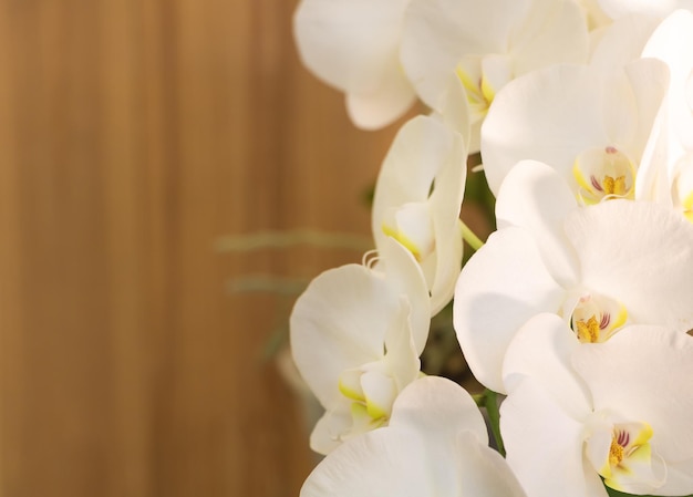 Weiße Phalaenopsis-Orchidee in voller Blüte mit vielen Blumen auf Holzhintergrund mit Kopierbereich Selektiver Fokus Wie man Orchidee zum Blühkonzept macht