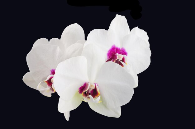 Weiße Phalaenopsis-Orchideenblüten auf einem Stiel, isoliert