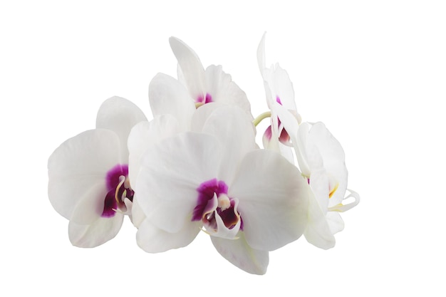 Weiße Phalaenopsis-Orchideenblüten auf einem Stiel, isoliert