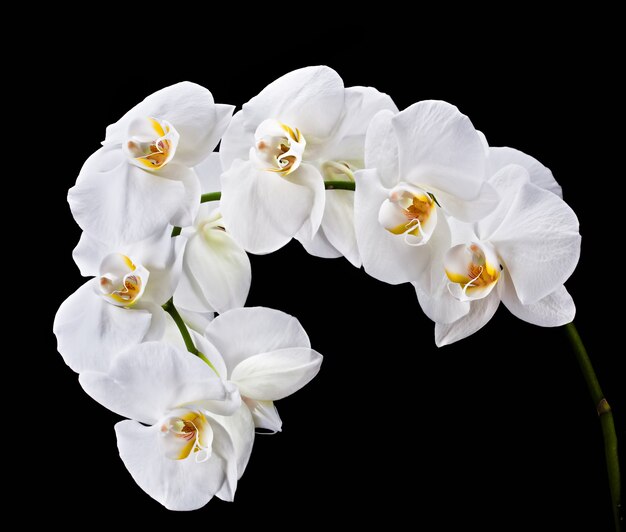 Weiße Phalaenopsis