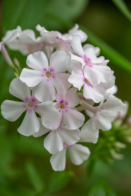 Weiße Phloxen Makrofotografie auf grünem Hintergrund Weiße Phlox Paniculata Gartenfotografie