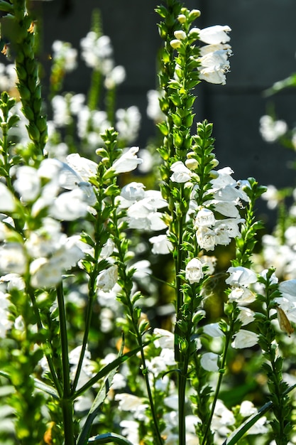 Weiße Physostegia Virginiana, Schneekrone, Büsche von wilden weißen Blumen, Crystal Peak White, vertikales Foto. Ökologie Sommer