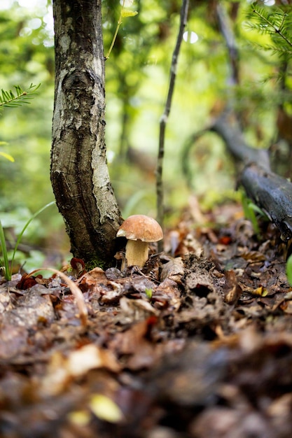 Weiße Pilze im Wald auf einem Hintergrund von Blättern hellem Sonnenlicht Steinpilze