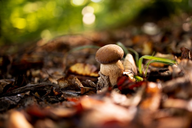 Weiße Pilze im Wald, auf einem Hintergrund von Blättern, helles Sonnenlicht. Steinpilze. Pilz.