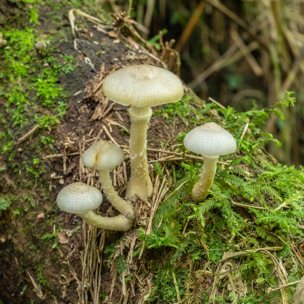 Weiße Pilze in einem gefallenen Stamm in einem Regenwald in Brasilien.