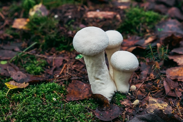 Weiße Pilze wachsen im Herbst im Wald in Blättern und Moos