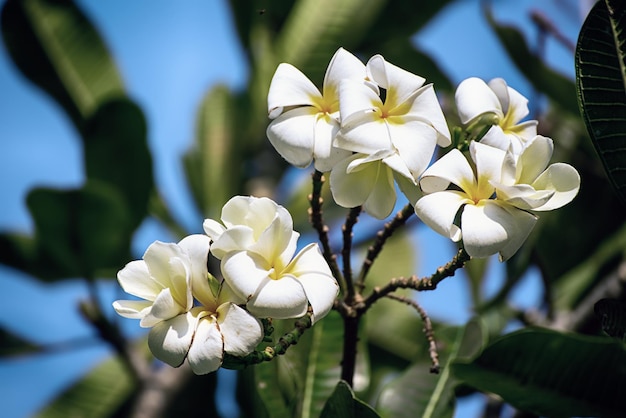 Weiße Plumaria-Blüten