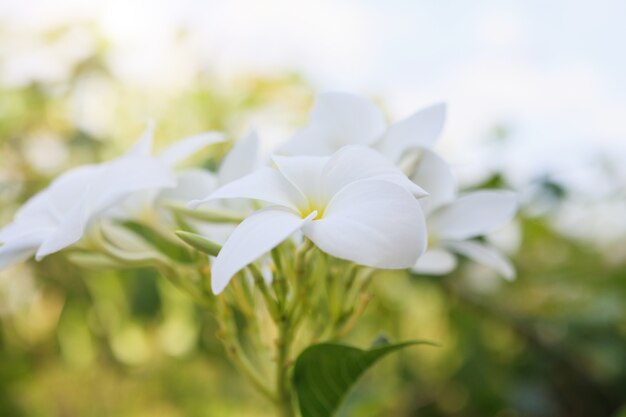 Weiße Plumeria blüht im Garten