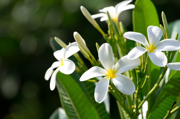 Weiße Plumeria blüht in der Natur