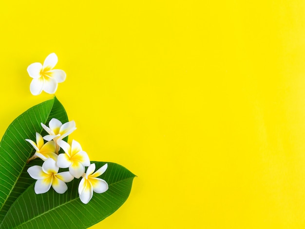 Weiße Plumeria blüht mit grünen Blättern