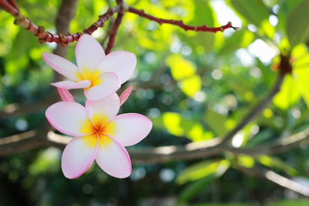 Weiße Plumeria-Blüten.