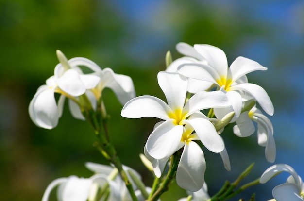 Weiße Plumeria-Blüten