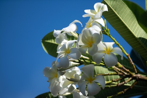 Weiße Plumeria Rubra-Blütenblumen Frangipani-Blume