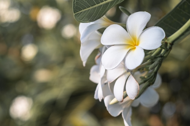 Weiße Plumeriablumen und -blatt