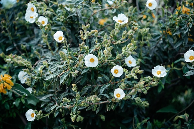 Weiße potentilla abbotswood-Blume mit einem schwarzen Käfer im Garten in Italien