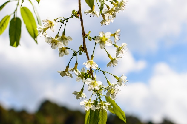 Weiße Prunus cerasoides