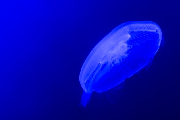 Weiße Quallenschwimmen im blauen Wasser