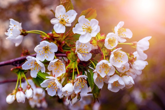 Weiße reichlich süße Kirschblüten auf einem Baum bei Sonnenuntergang. Süße Kirschblüten