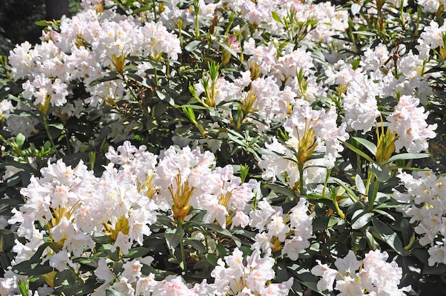 Weiße Rhododendronblüten blühen im Park. Weiße Azaleenblume, die im Frühling blüht