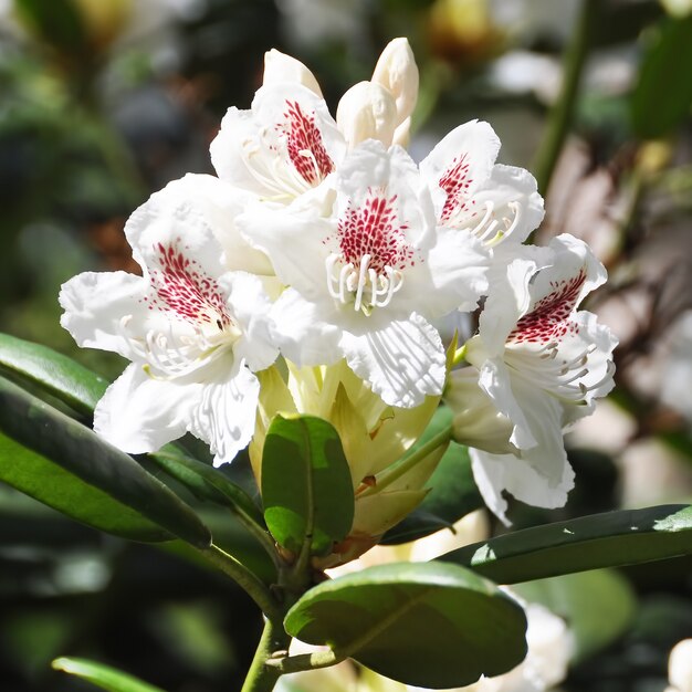 Weiße Rhododendronblüten blühen