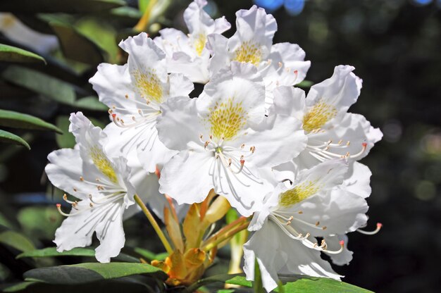 Weiße rhododendronblüten im park. weiße azaleenblume, die im frühling blüht