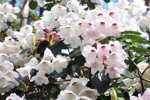 Weiße Rhododendronblumen blühen im Park