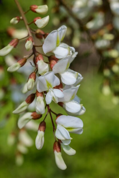 Weiße Robinienblumen auf einem Feldweg