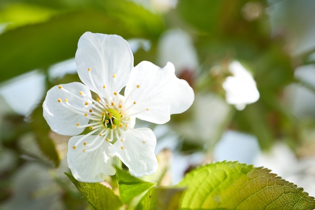 Weiße rosa Apfelblüte auf dem Ast des Apfelbaums Blüten von Früchten im Garten