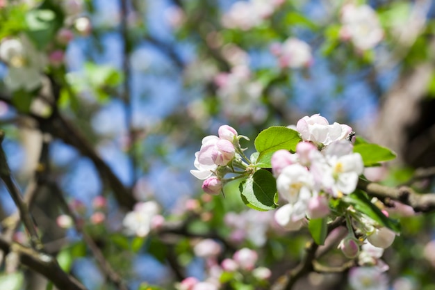 Weiße rosa Blüten eines Apfelobstbaums während der Blüte in einem Obstgarten