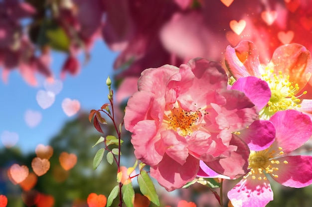 weiße rosa rote gelbe Rosen aber Naturhintergrundschablone kopieren Raumfahnengrußblumen