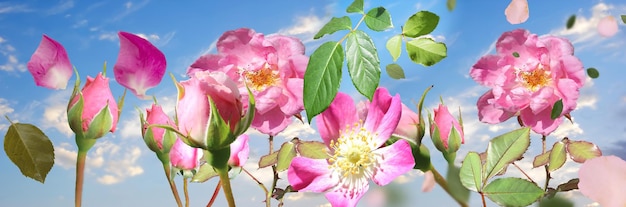 weiße rosa rote gelbe Rosen aber Naturhintergrundschablone kopieren Raumfahnengrußblumen