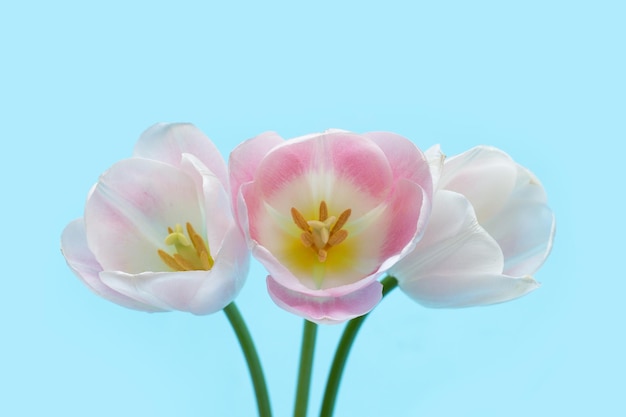 Weiße rosa Tulpen auf weißem Hintergrund