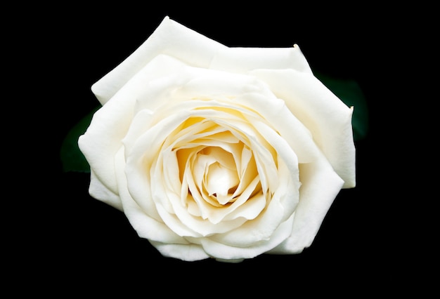 Weiße Rose auf einem schwarzen Hintergrund