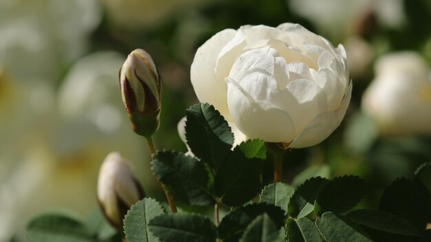 Weiße Rose blüht im Garten