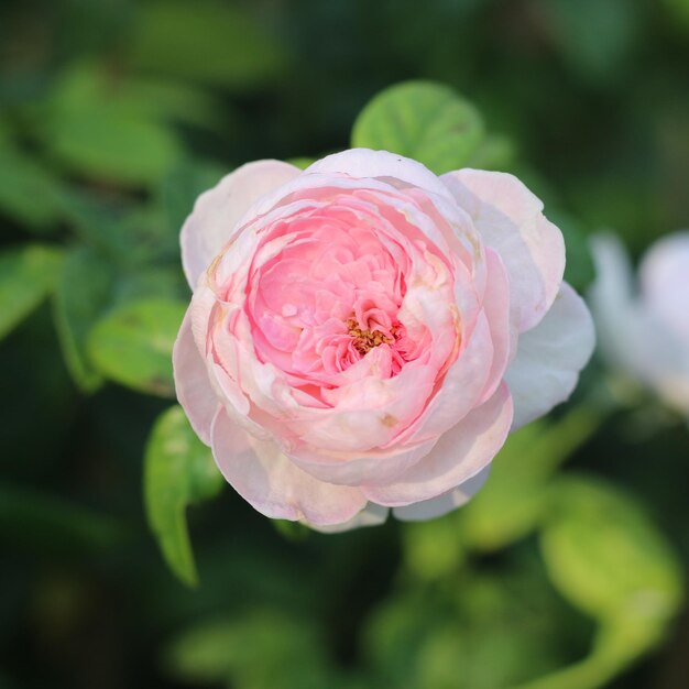 Weiße Rose in der Mitte von oben nach unten geschossen