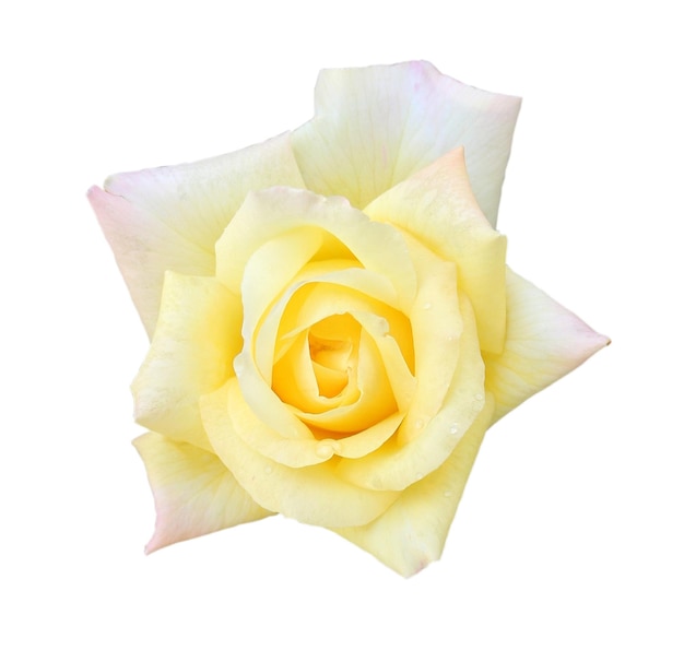 Weiße Rose isoliert hautnah auf weißem Hintergrund
