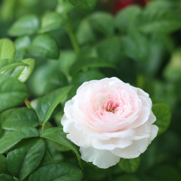 Weiße Rose mit schiefem Winkel