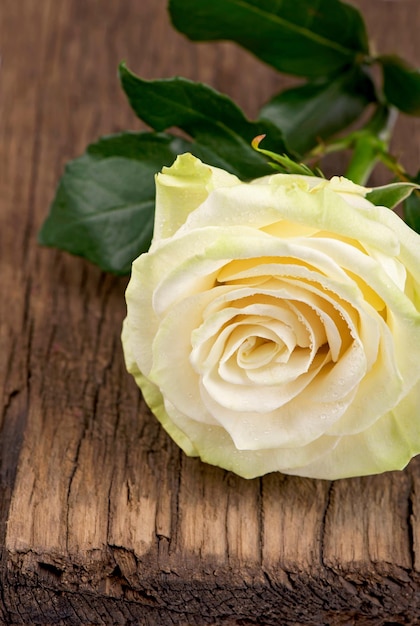 Weiße Rose, schön bedeckt mit Tropfen von Rossa auf einem hölzernen braunen Hintergrund