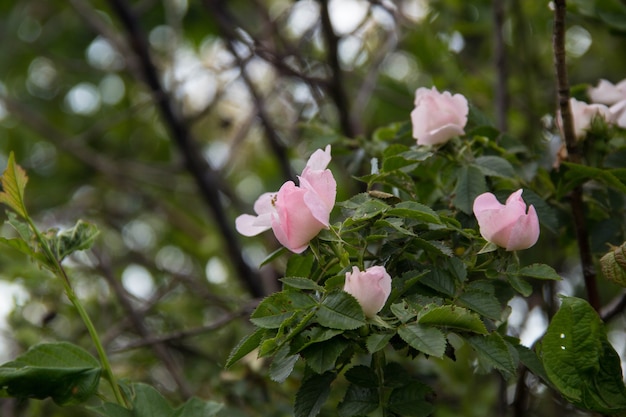 Weiße Rose Wildrosenblume alias Rosa acicularis oder stachelige wilde Rose oder stachelige Rose oder borstige Rose oder arktische Rose oder Rosa Canina-Blume