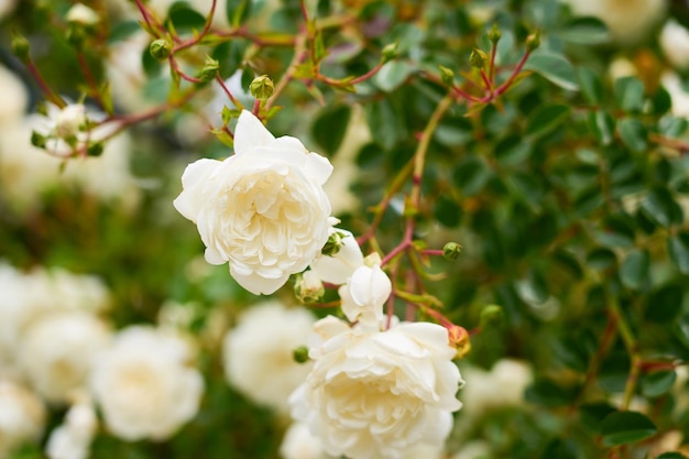 Weiße Rosen auf einem Busch mit verschwommenem Hintergrund