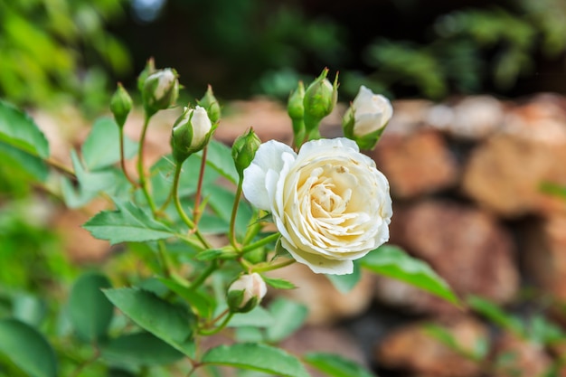 Weiße Rosen auf einem Busch