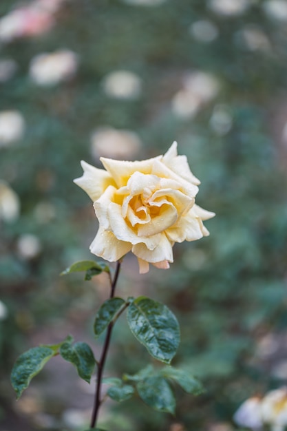 Weiße Rosen auf frischem grünem Blatt.