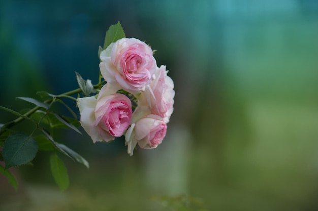 Weiße Rosen Eden Rose im Sommergarten Knospen von weißen Rosen, die auf einem Busch blühen