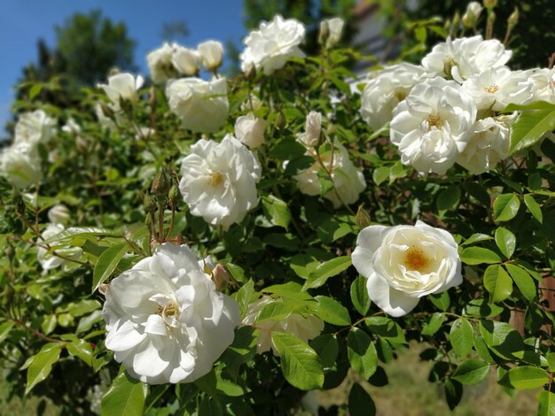 Weiße Rosen im Garten bei sonnigem Wetter