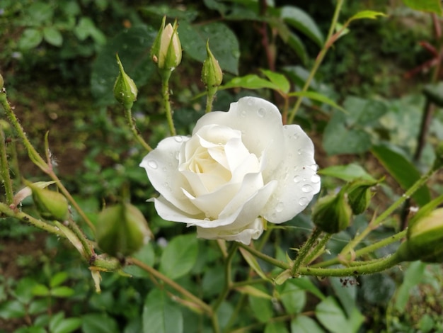 Weiße Rosen im Garten bei sonnigem Wetter