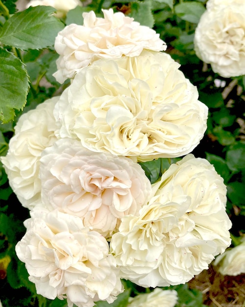 Weiße Rosen im Garten. Knospen, Blütenstände aus nächster Nähe. Sommernatur. Blühende Rosen.